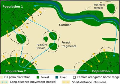 Importance of Small Forest Fragments in Agricultural Landscapes for Maintaining Orangutan Metapopulations
